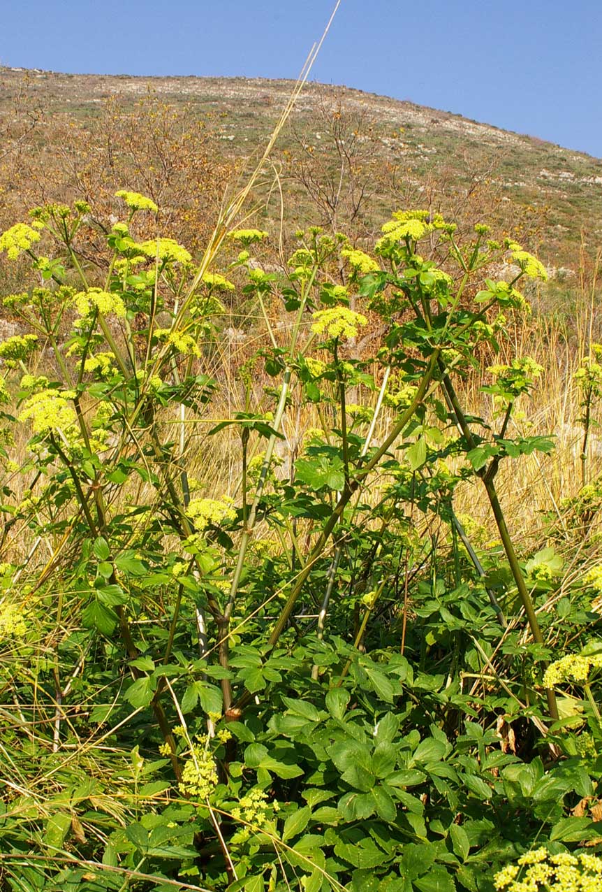 Smyrnium olusatrum / Corinoli comune, Macerone